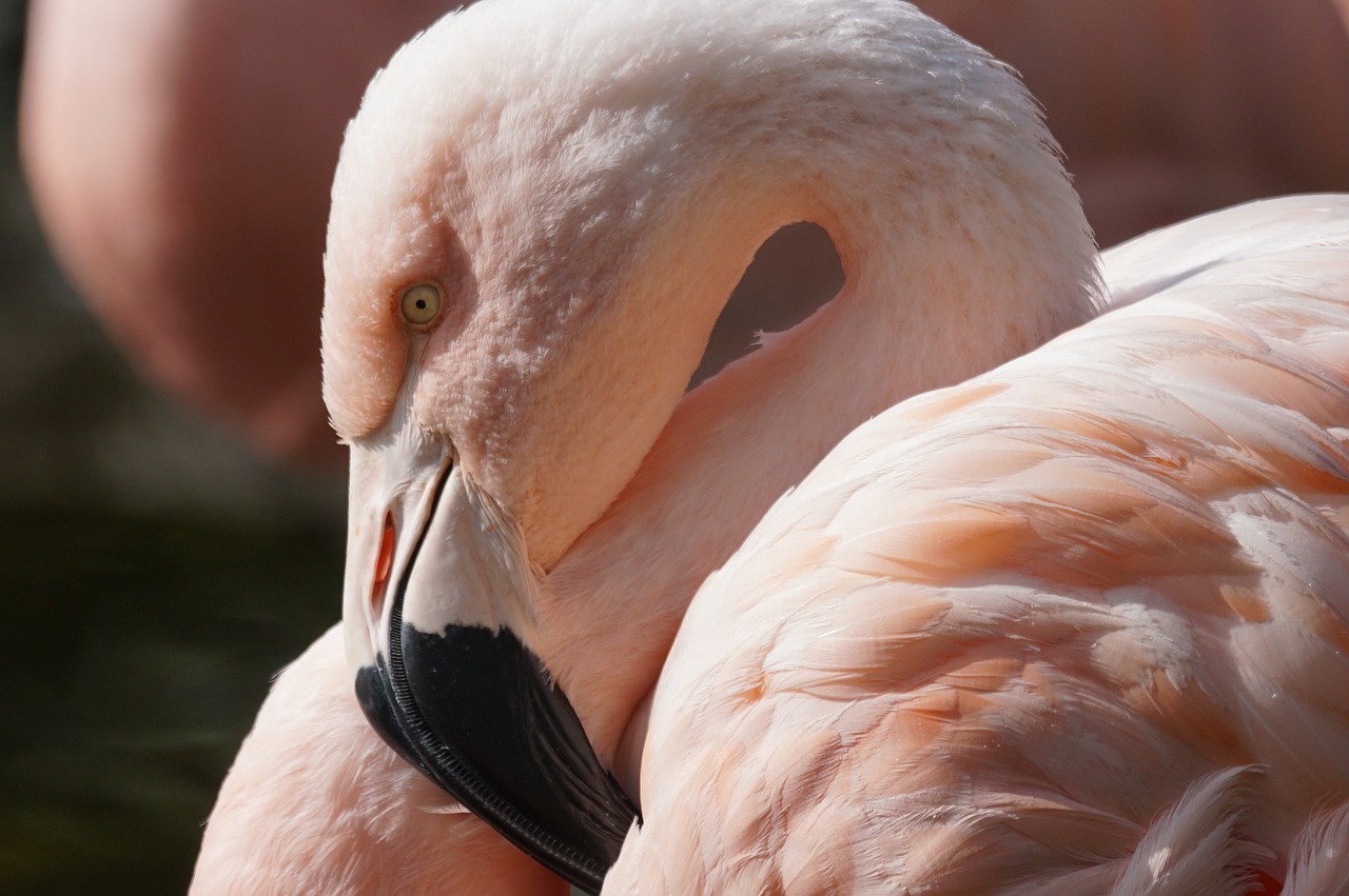Flamingo, Paukštis, Uždaryti, Nemokamos Nuotraukos,  Nemokama Licenzija