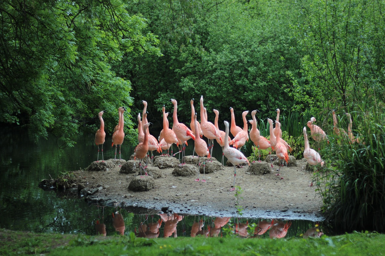 Flamingo, Paukštis, Rožinis, Automobilių Stovėjimo Aikštelė, Zoologijos Sodas, Gamta, Laukiniai, Paukščiai, Sala, Vanduo