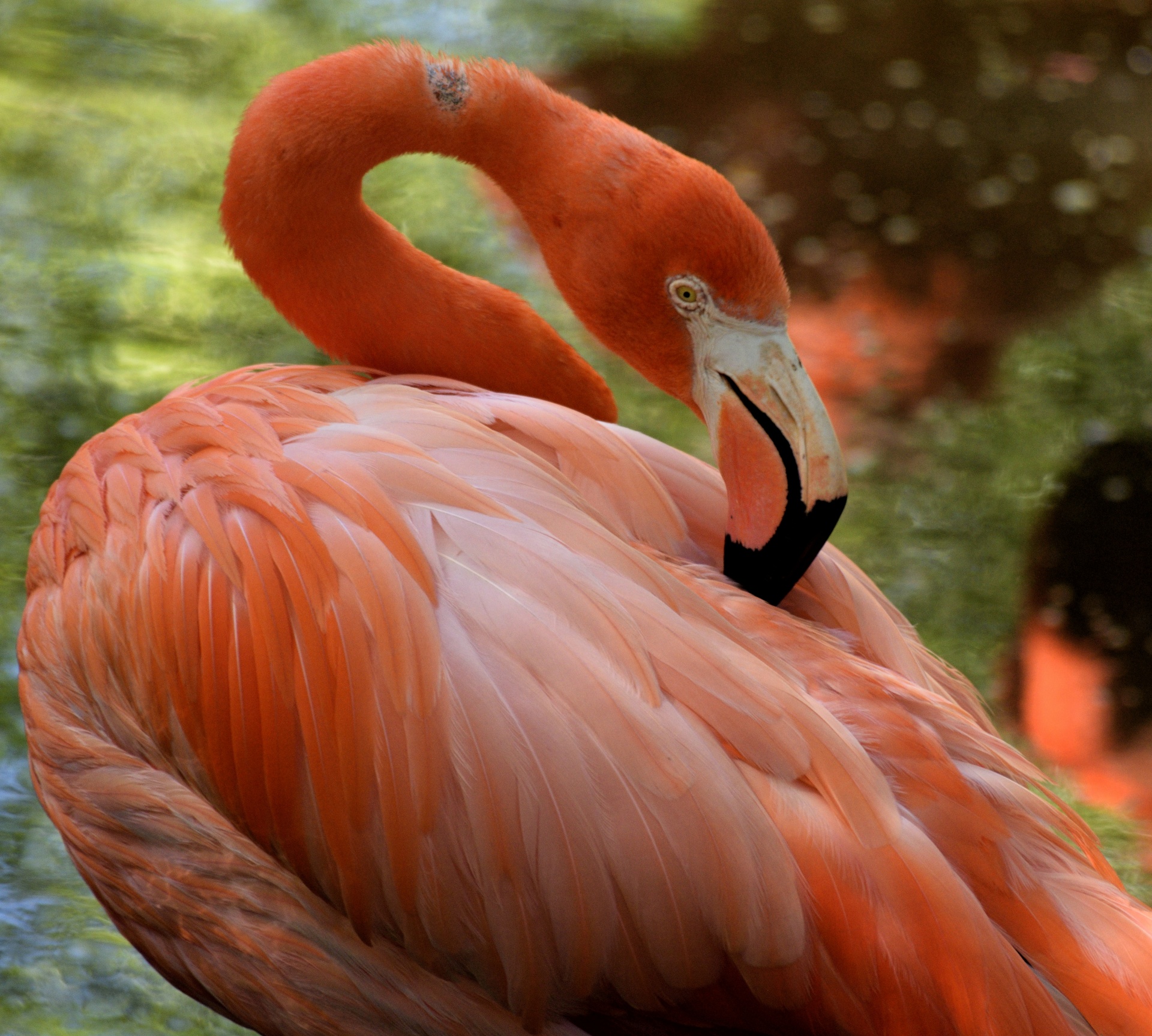 Flamingos,  Paukštis,  Atogrąžų,  Laukinė Gamta,  Gamta,  Egzotiškas,  Gyvūnas,  Rožinis,  Laukiniai,  Zoologijos Sodas
