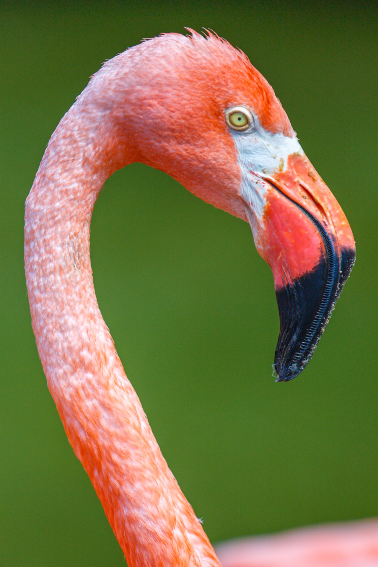 Gyvūnas,  Snapas,  Paukštis,  Uždaryti,  Iš Arti,  Išsamiai,  Plunksna,  Flamingo,  Galva,  Gamta