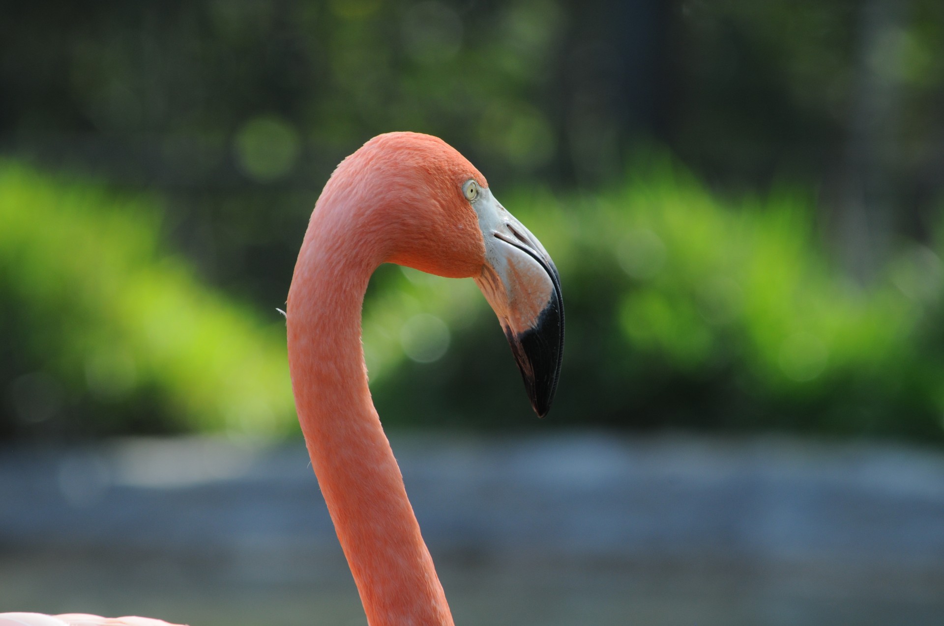 Paukštis,  Flamingo,  Zoologijos Sodas,  Vanduo,  Snapas,  Plunksnos,  Rožinis,  Iš Arti,  Flamingo Paukščio Galvą, Nemokamos Nuotraukos