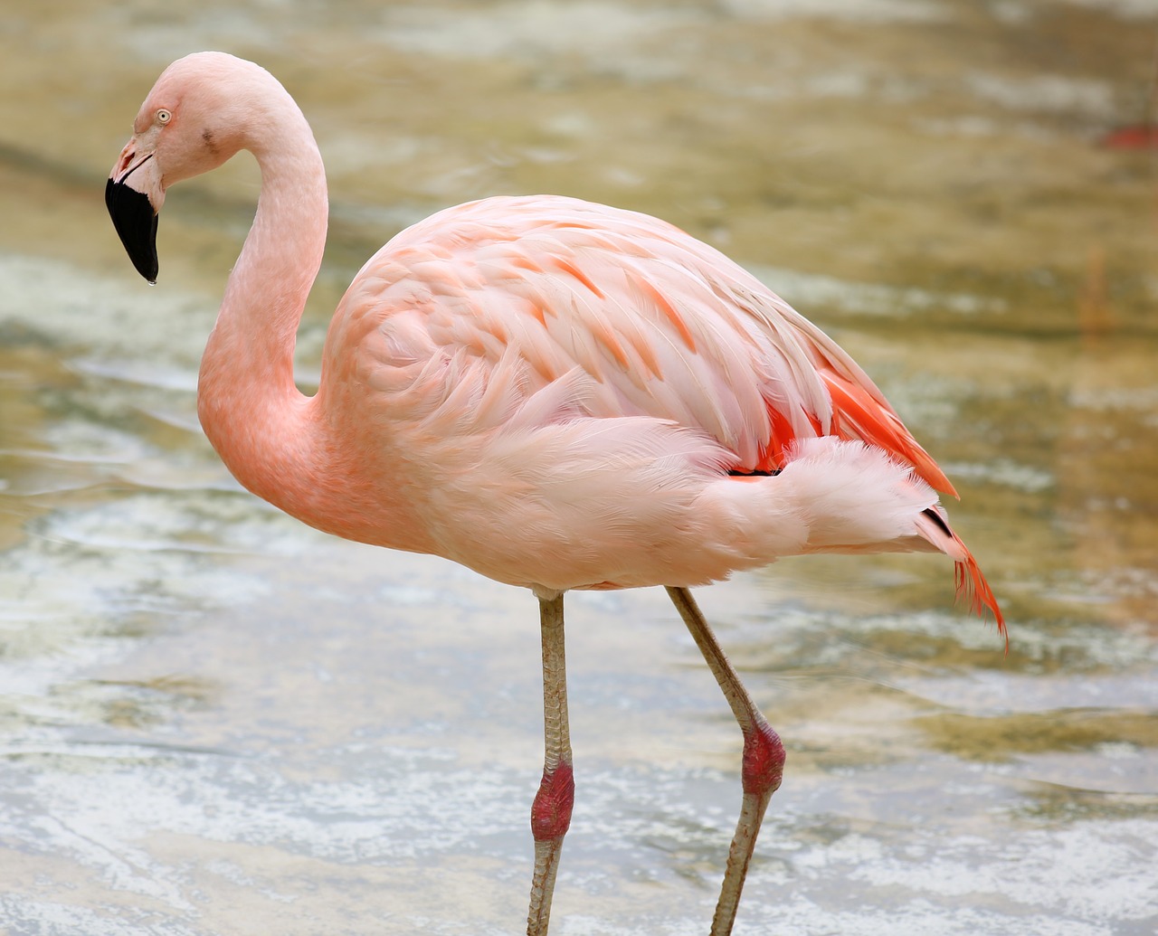 Flamingas Prie Ežero, Spalvinga, Paukštis, Puiku, Laukiniai, Paukštis Ant Ežero, Nemokamos Nuotraukos,  Nemokama Licenzija