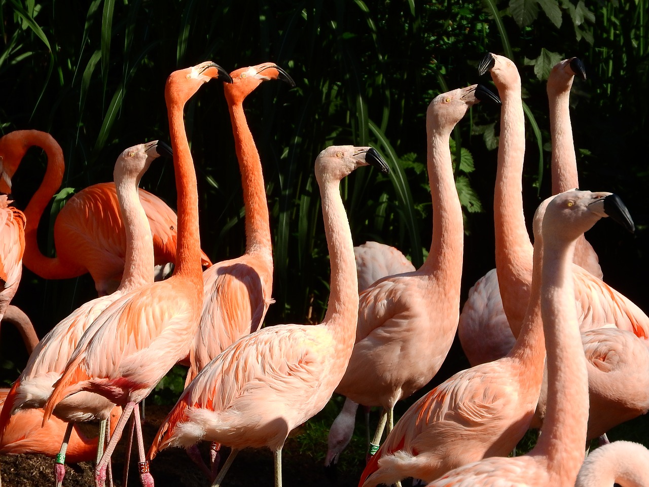 Flamingo Chilean, Flamingo Kubas, Phoenicopterus, Flamingo, Snapas, Ilgas Kaklas, Covey, Prague Zoo, Vandens Paukščiai, Nemokamos Nuotraukos