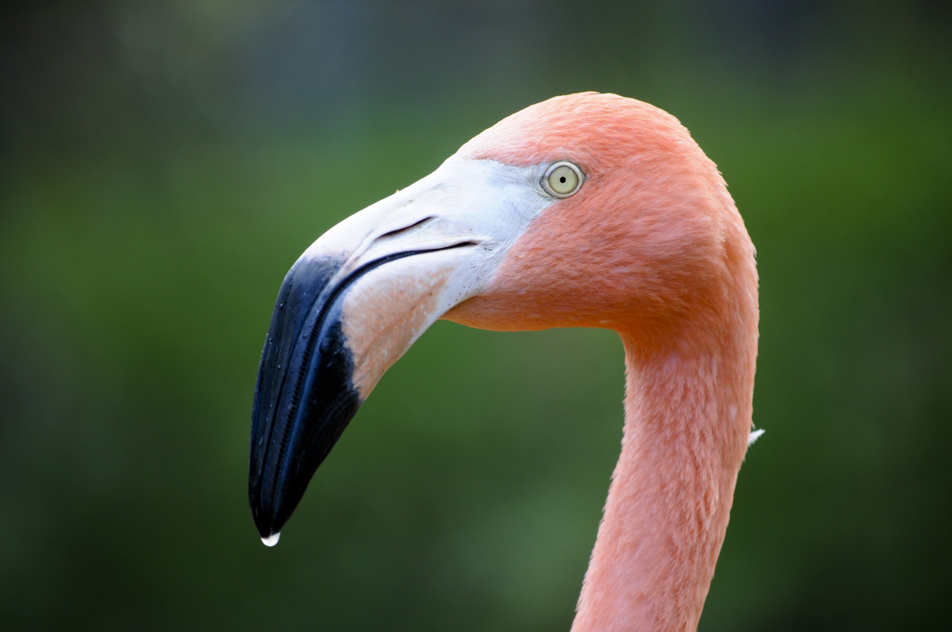 Flamingo,  Plunksnos,  Rožinis,  Paukštis,  Iš Arti,  Zoologijos Sodas,  Vanduo,  Gerti,  Flamingo Close-Up, Nemokamos Nuotraukos