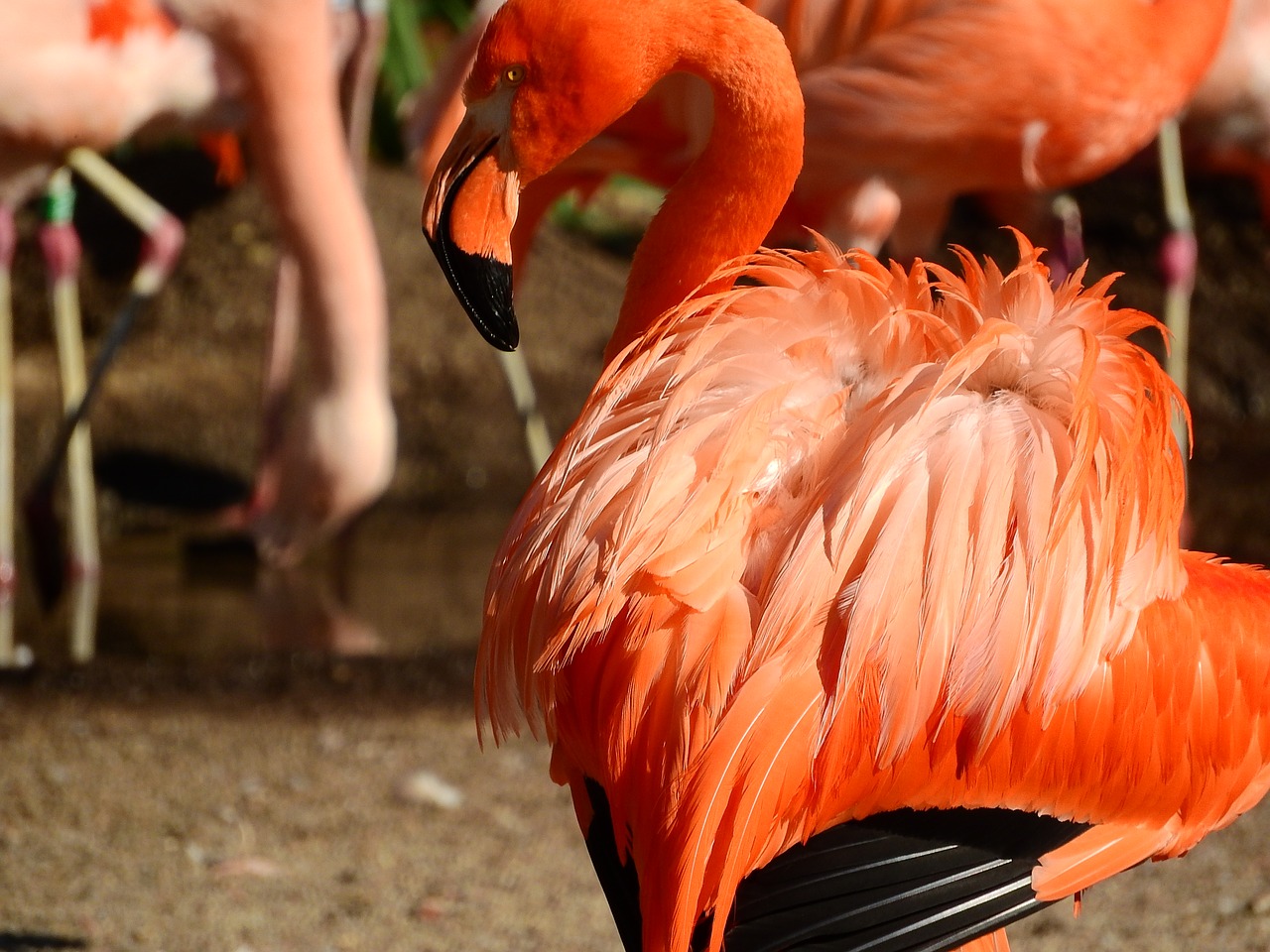 Flamingo Kubas, Phoenicopterus Ruber Ruber, Raudonasis Flamingas, Purus Plunksnos, Nemokamos Nuotraukos,  Nemokama Licenzija