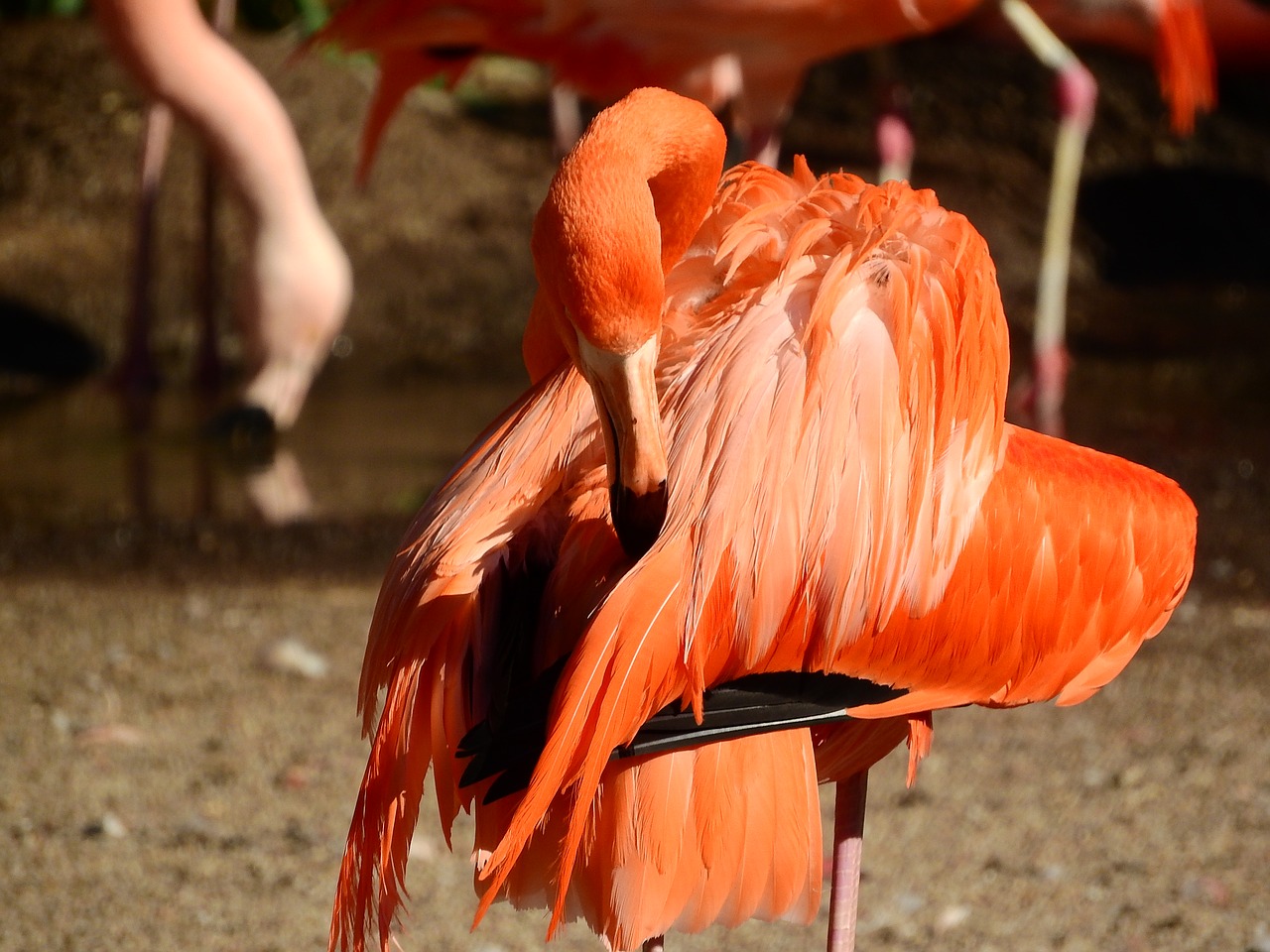 Flamingo Kubas, Phoenicopterus Ruber Ruber, Raudonasis Flamingas, Purus, Švarus, Plunksna, Valymas, Nemokamos Nuotraukos,  Nemokama Licenzija