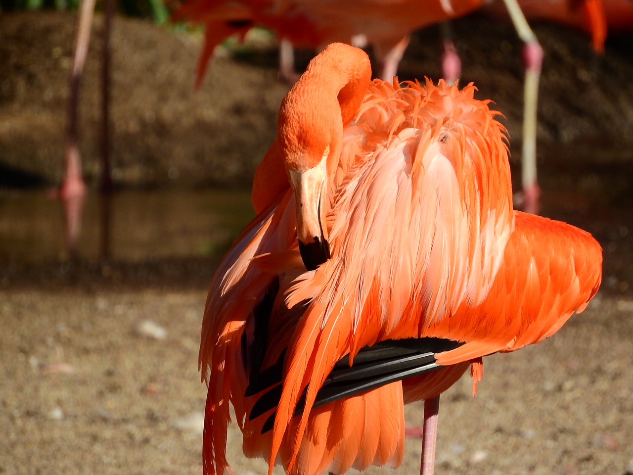Flamingo Kubas, Phoenicopterus Ruber Ruber, Raudonasis Flamingas, Purus, Švarus, Plunksna, Valymas, Nemokamos Nuotraukos,  Nemokama Licenzija
