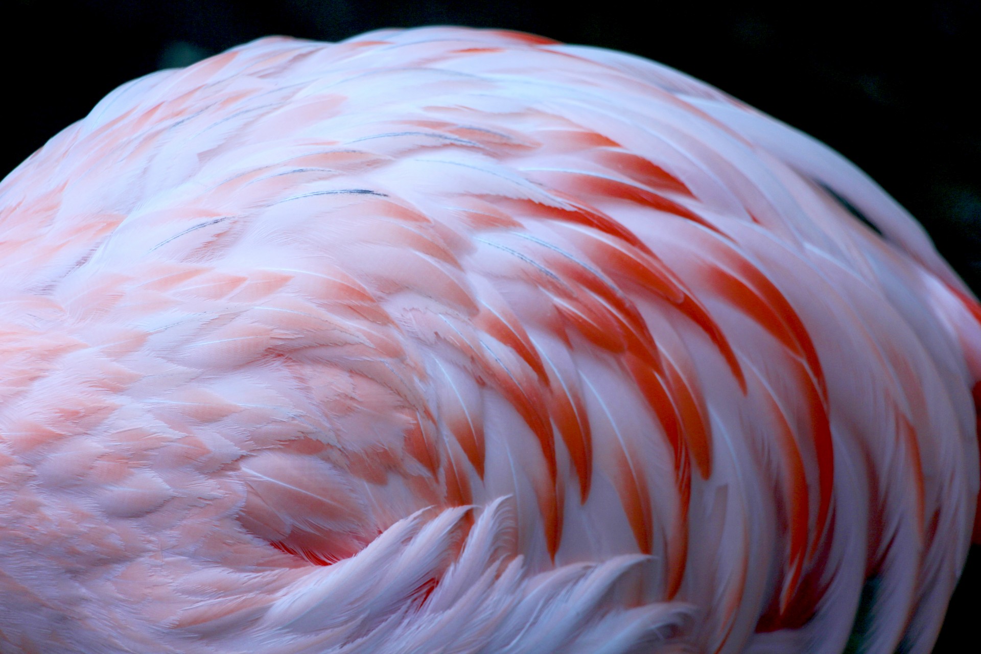 Flamingo,  Plunksnos,  Rožinis,  Modelis,  Natūralus,  Gamta,  Paukštis,  Abstraktus,  Fonas,  Flamingo Plunksnos Arti