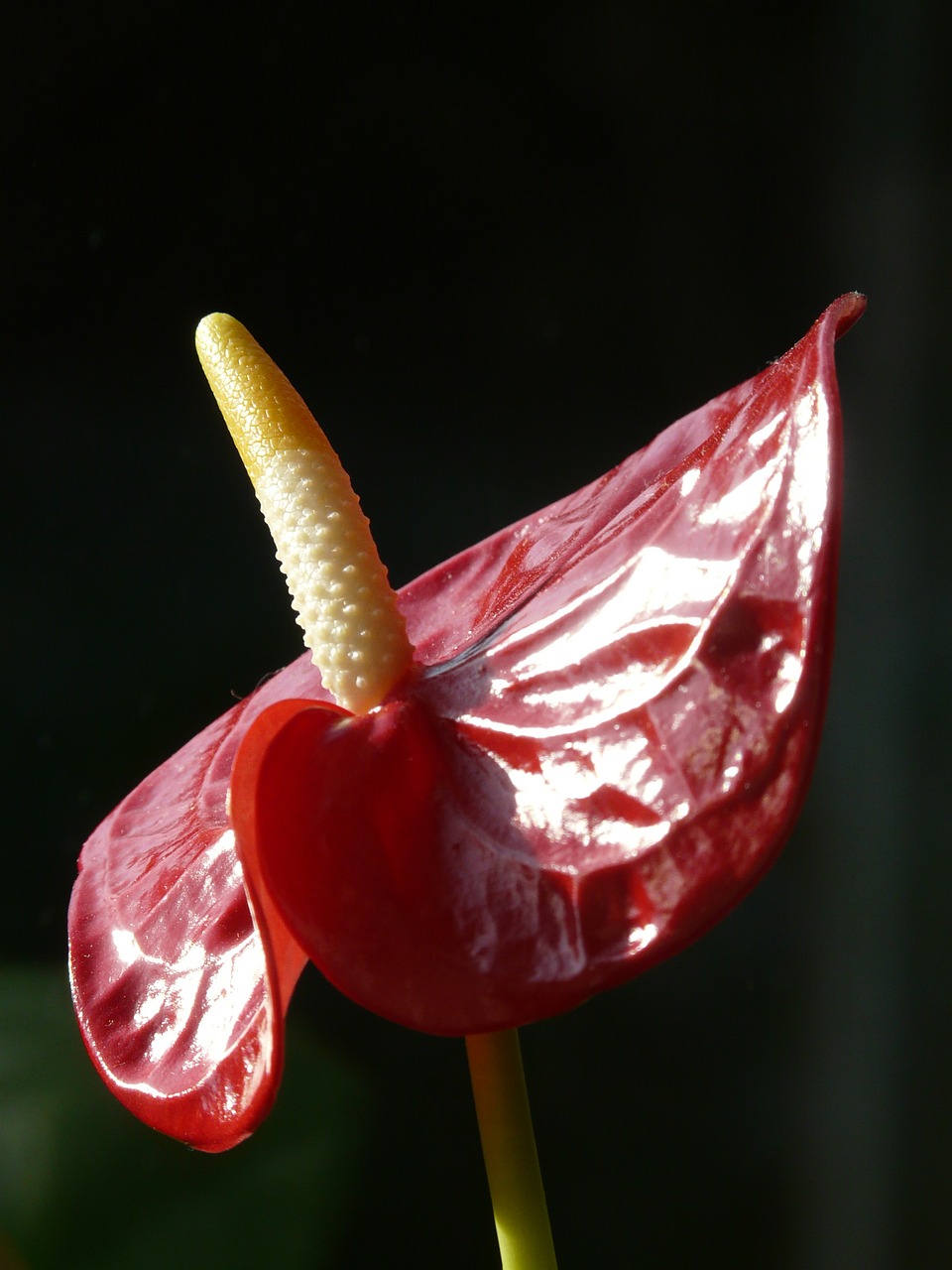 Flamingo Gėlė, Antuuris, Žiedas, Žydėti, Gėlė, Antspaudas, Ilgai, Augalas, Aronstabgewaechs, Araceae