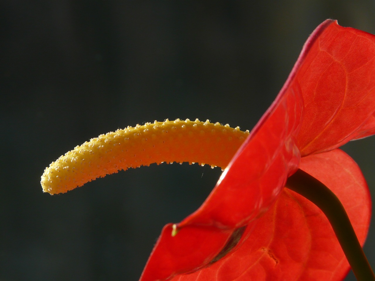 Flamingo Gėlė, Antuuris, Žiedas, Žydėti, Gėlė, Antspaudas, Ilgai, Augalas, Aronstabgewaechs, Araceae