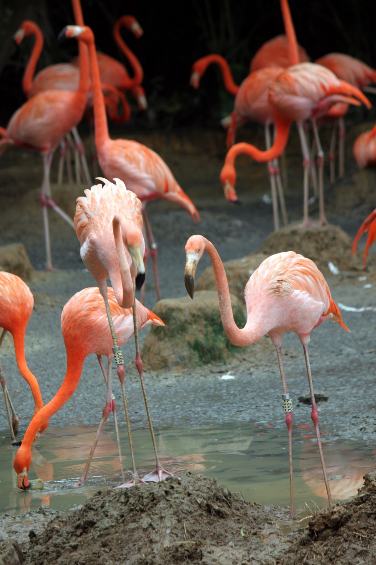Flamingo & Nbsp,  Ieško & Nbsp,  Maisto,  Singapūras & Nbsp,  Paukštis & Nbsp,  Parkas,  Flamingo Ieško Maisto, Nemokamos Nuotraukos,  Nemokama Licenzija