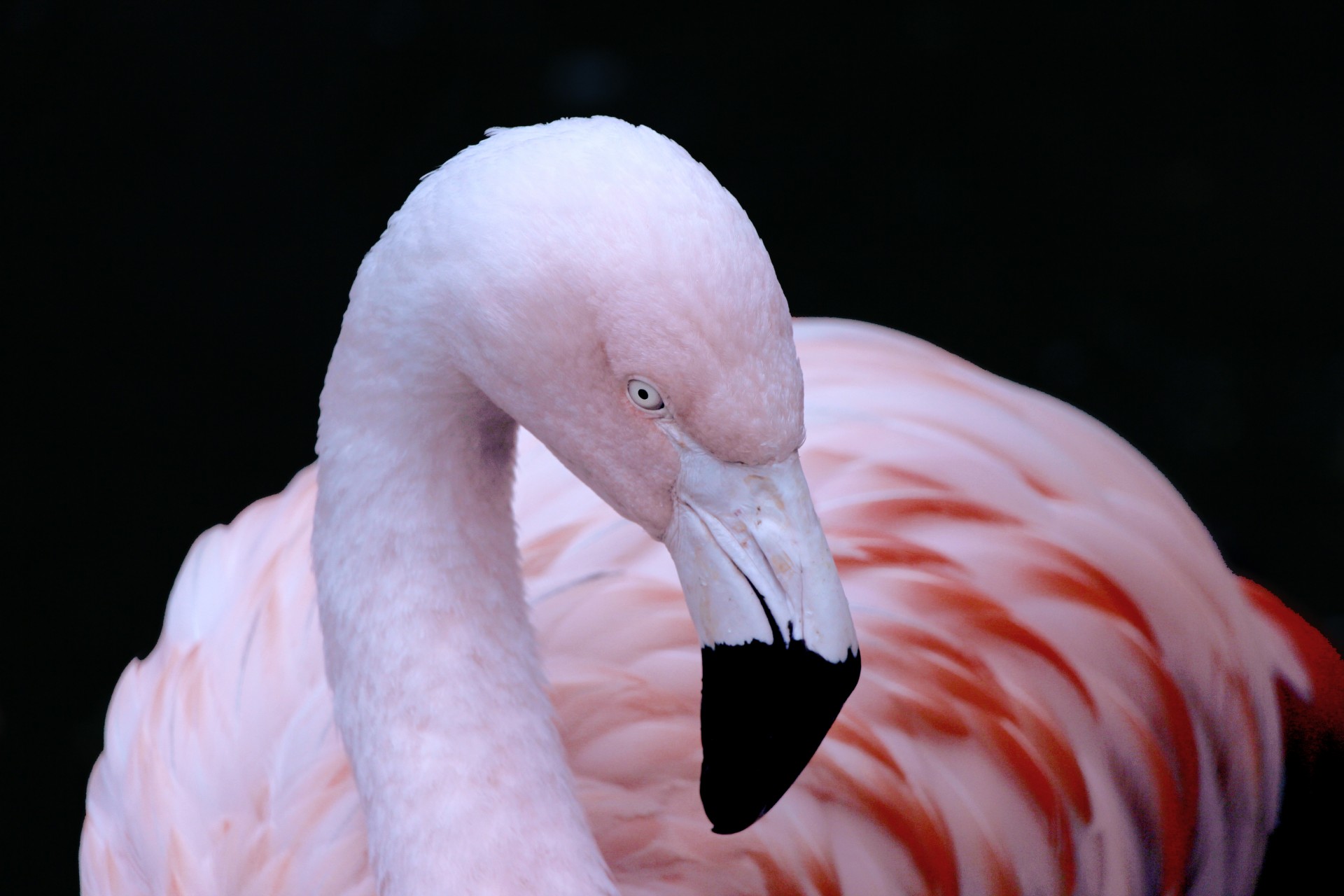 Flamingo,  Rožinis,  Paukštis,  Gražus,  Elegantiškas,  Kreivės,  Snapas,  Galva,  Plunksnos,  Flamingo Tamsoje Fone