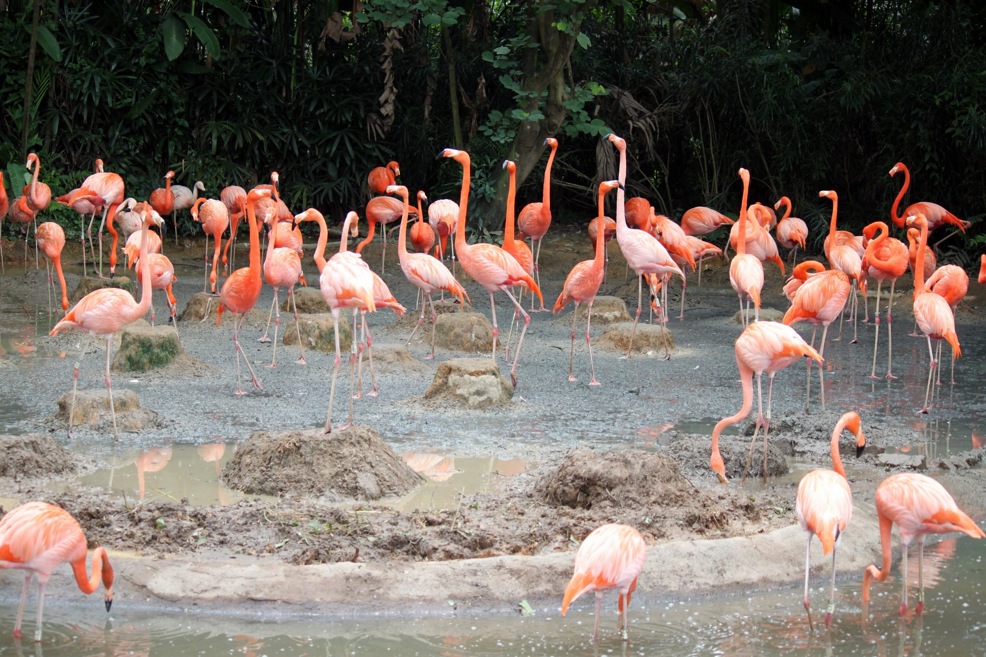 Flamingo,  Tvenkinys,  Singapūras,  Jurong,  Paukštis,  Parkas,  Flamingas Ant Tvenkinio, Nemokamos Nuotraukos,  Nemokama Licenzija