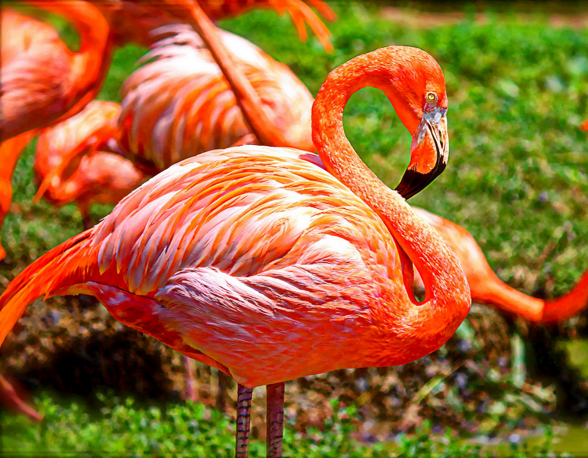 Flamingo,  Paukštis,  Plunksnos,  Oranžinė,  Rožinis,  Ilgas & Nbsp,  Kaklas,  Snapas,  Flamingo Tapyba, Nemokamos Nuotraukos