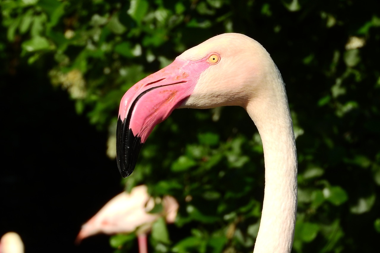 Flamingo Rožinė, Phoenicopterus Roseus, Flamingo, Snapas, Galva, Portretas, Prague Zoo, Nemokamos Nuotraukos,  Nemokama Licenzija