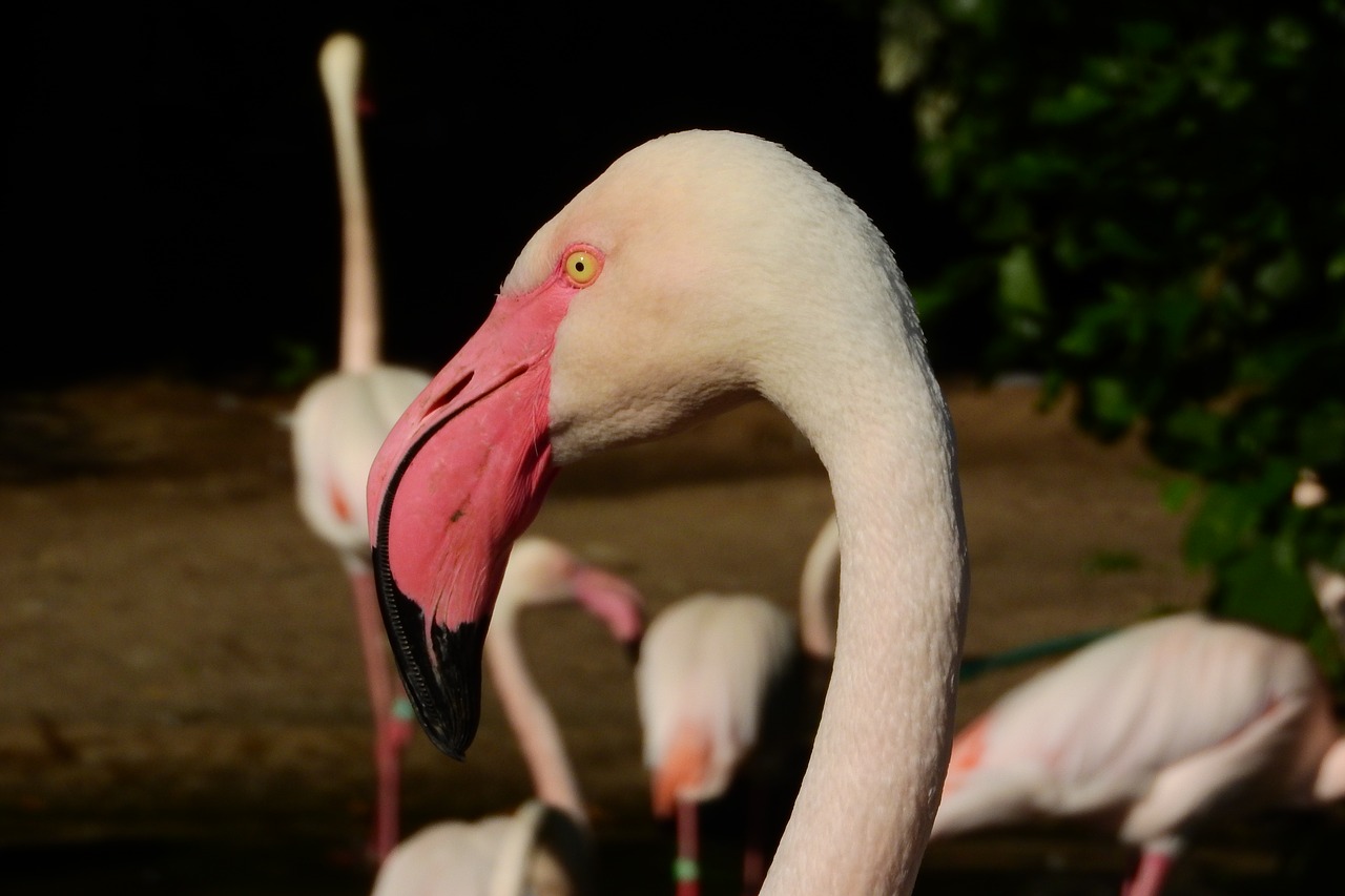 Flamingo Rožinė, Phoenicopterus Roseus, Flamingo, Snapas, Galva, Prague Zoo, Nemokamos Nuotraukos,  Nemokama Licenzija
