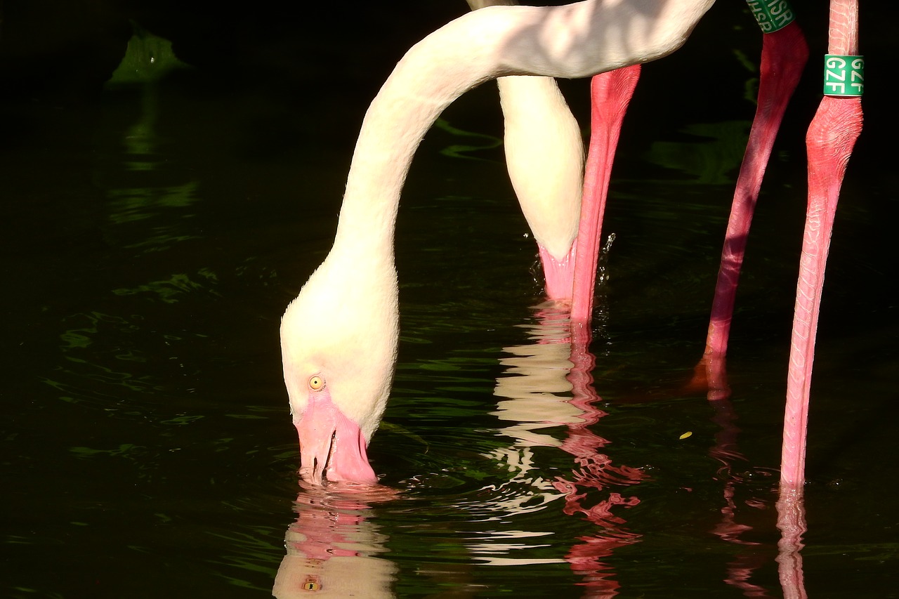 Flamingo Rožinė, Phoenicopterus Roseus, Flamingo, Snapas, Vandenyje, Filtravimo Vanduo, Nemokamos Nuotraukos,  Nemokama Licenzija