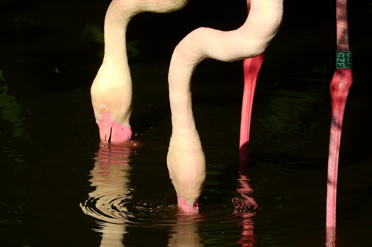 Flamingo Rožinė, Phoenicopterus Roseus, Flamingo, Snapas, Vandenyje, Filtravimo Vanduo, Nemokamos Nuotraukos,  Nemokama Licenzija