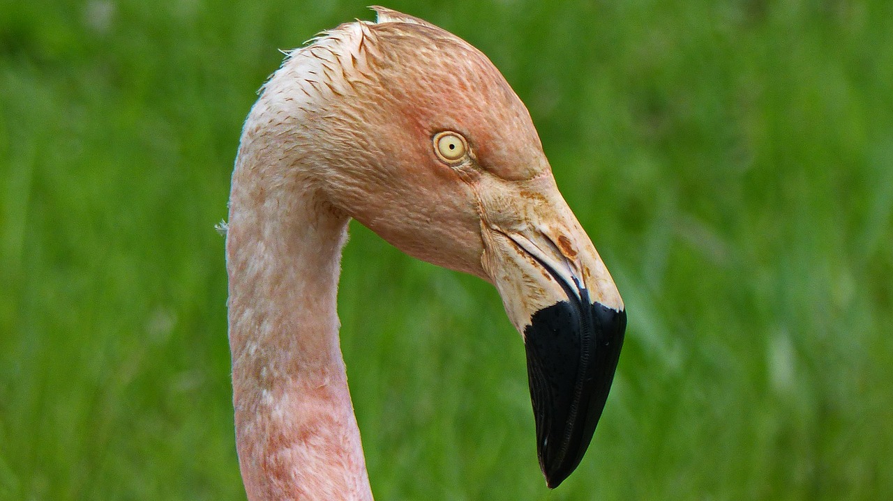 Flamingo Rožinė,  Paukštis,  Spalva Rožinė,  Pobūdį,  Flamingo,  Gyvūnijos Pasaulyje,  Gyvūnas,  Paukščiai,  Gyvūnai,  Garniai
