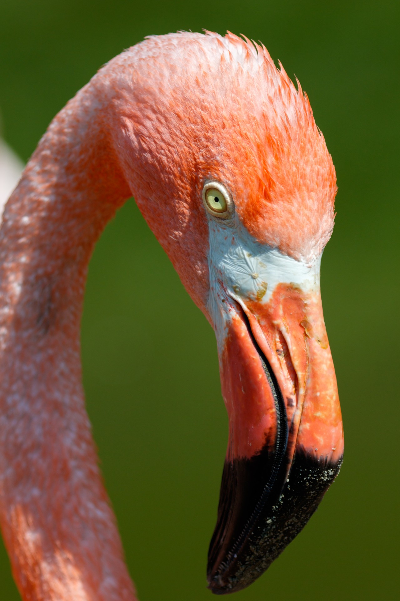 Gyvūnas,  Snapas,  Paukštis,  Uždaryti,  Iš Arti,  Išsamiai,  Plunksna,  Flamingo,  Galva,  Gamta