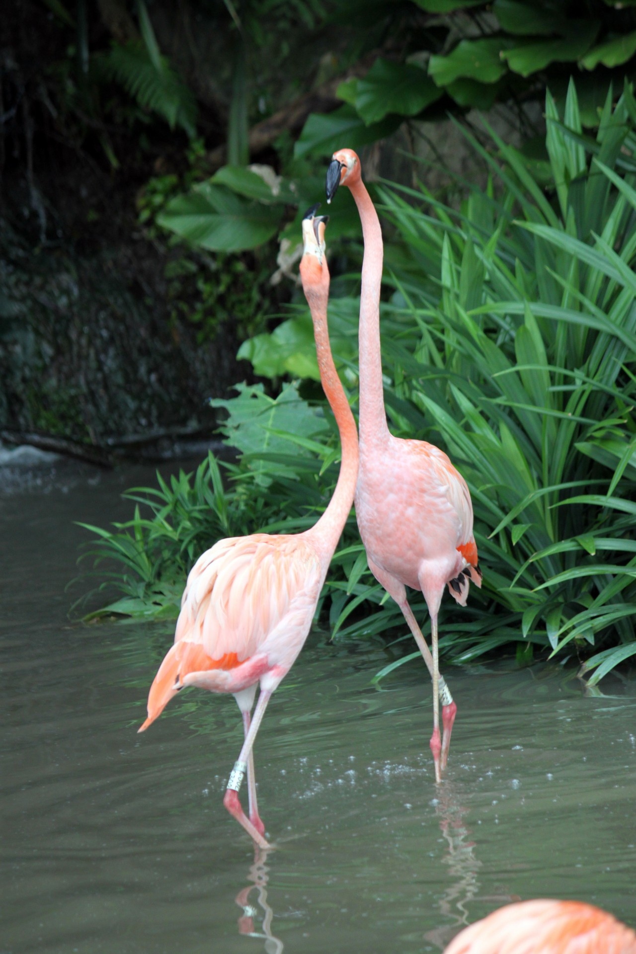 Flamingo,  Vaikščioti,  Kartu,  Flamingo Eina Kartu, Nemokamos Nuotraukos,  Nemokama Licenzija