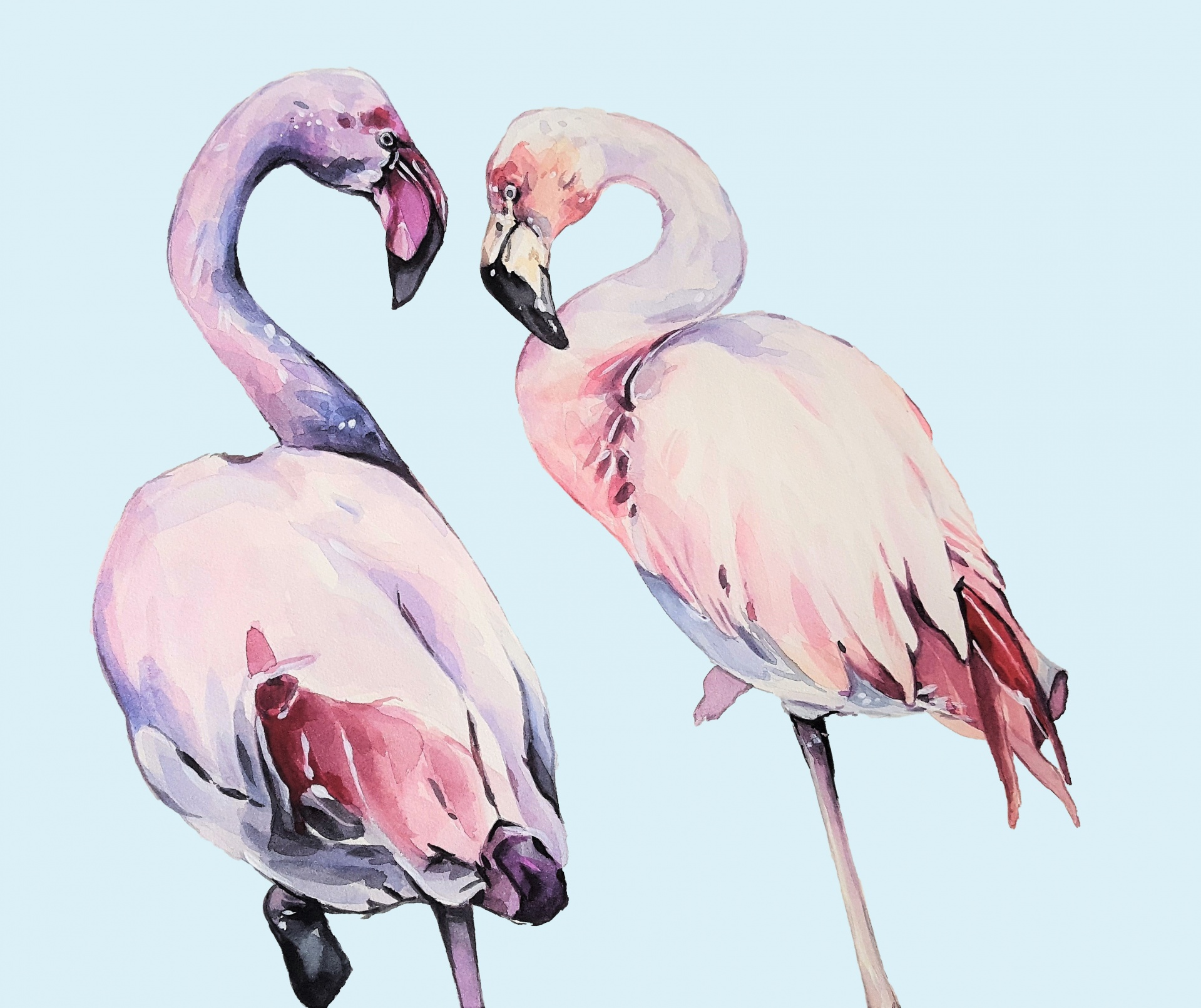 Flamingo,  Akvarelė,  Akvarelė,  Dažymas,  Paukštis,  Paukščiai,  Rožinis,  Mėlynas,  Flamingas,  Flamingos