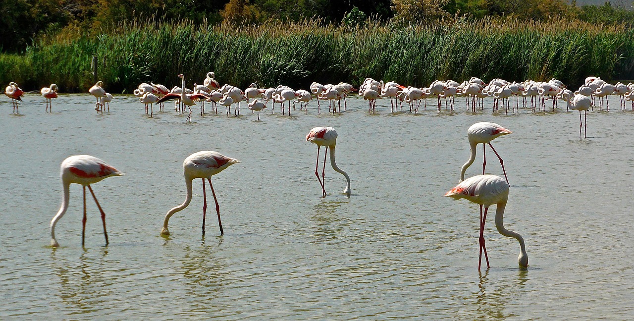 Flamingas, Paukščiai, Rožinis, Laukiniai, Laukinė Gamta, Egzotiškas, Gamta, Gyvūnai, Ganymas, Nemokamos Nuotraukos