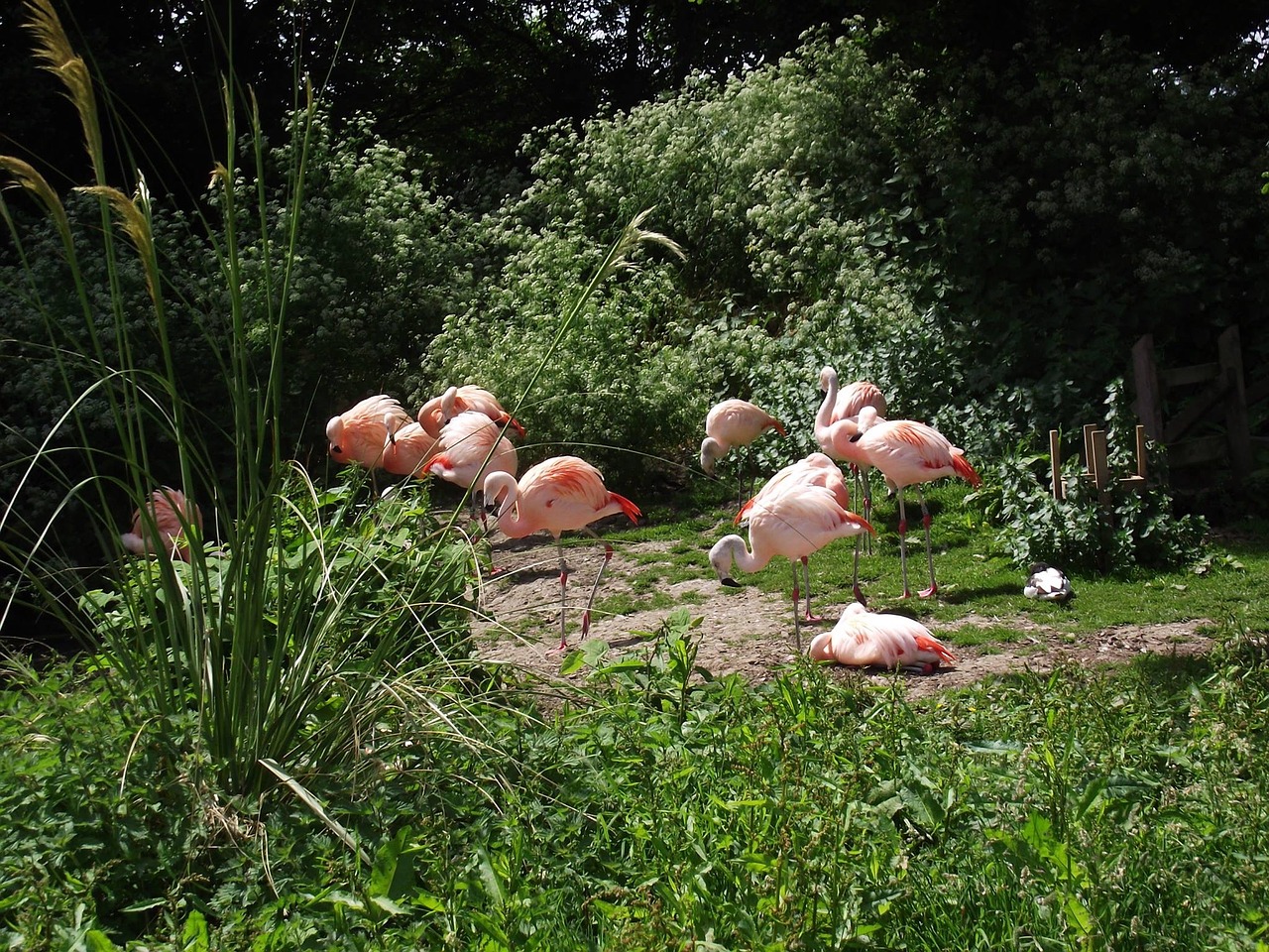 Flamingas, Gyvūnai, Zoologijos Sodas, Gamta, Paukštis, Laukinė Gamta, Nemokamos Nuotraukos,  Nemokama Licenzija