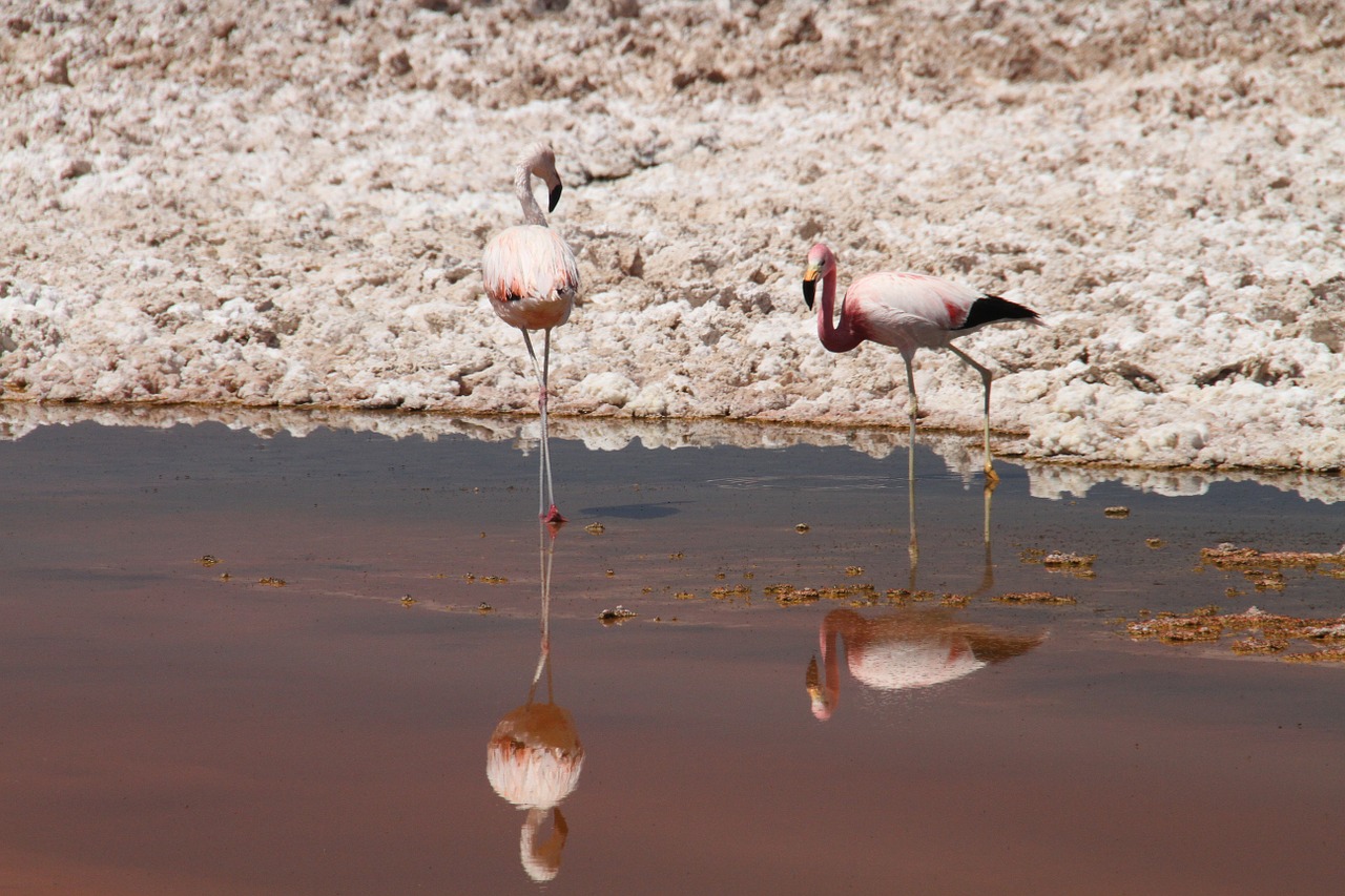 Flamingos, Rožinis, Atacama Dykuma, Čile, Gyvūnas, Paukštis, Gamta, Laukinė Gamta, Chilean, Nemokamos Nuotraukos