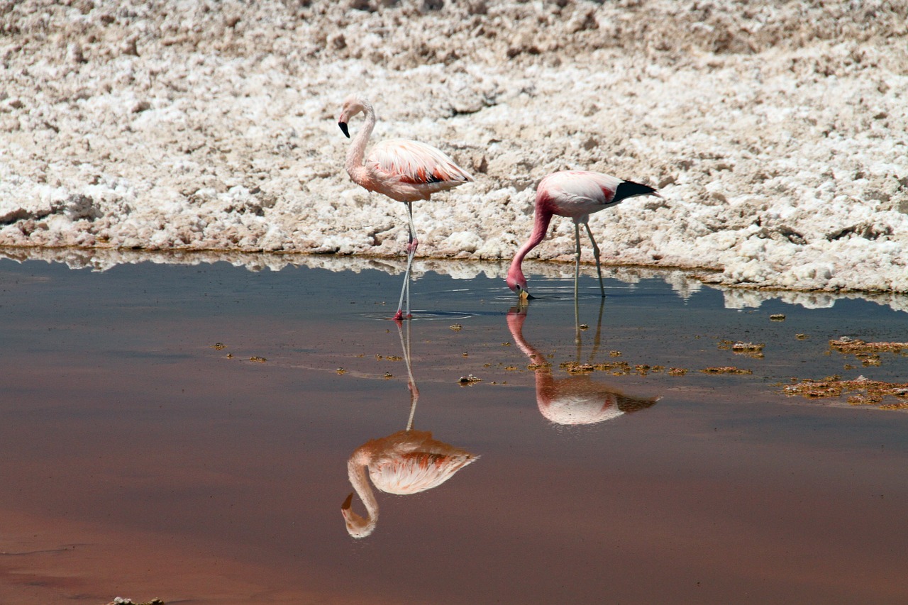Flamingos, Rožinis, Atacama Dykuma, Čile, Gyvūnas, Paukštis, Gamta, Laukinė Gamta, Chilean, Nemokamos Nuotraukos