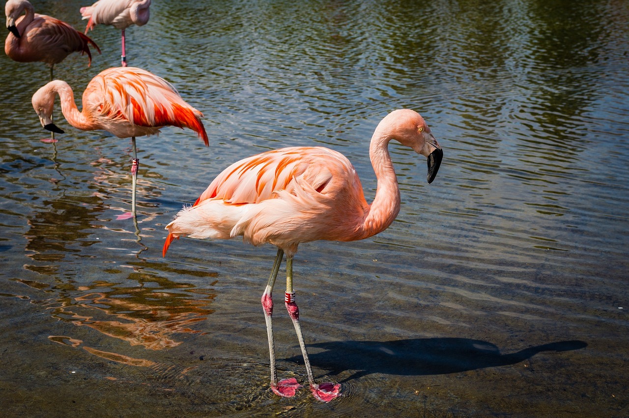 Flamingos, Paukščiai, Laukiniai, Laukinė Gamta, Egzotiškas, Vanduo, Rožinis, Plunksnos, Gamta, Nemokamos Nuotraukos