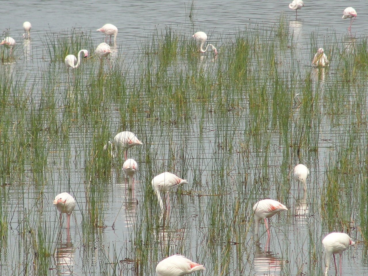 Flamingos, Gyvūnų Pasaulis, Vandens Paukštis, Nemokamos Nuotraukos,  Nemokama Licenzija