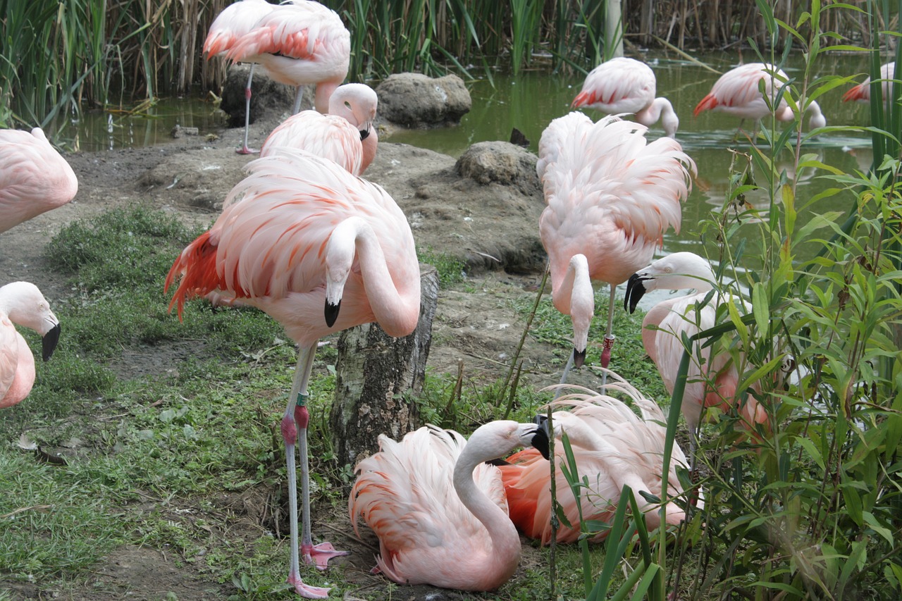 Flamingos, Paukščiai, Zoologijos Sodas, Nemokamos Nuotraukos,  Nemokama Licenzija