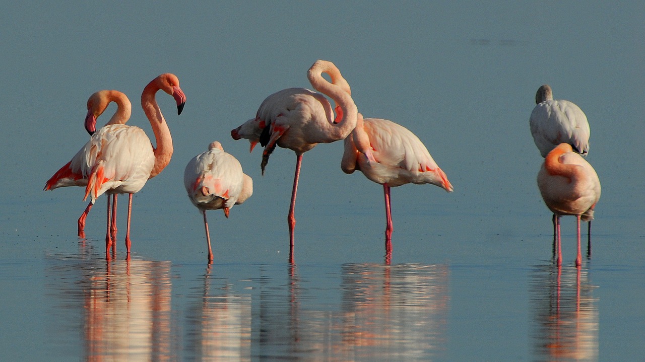 Flamingos, Paukščiai, Gyvūnai, Rožinis, Vanduo, Ežeras, Stovintis, Nemokamos Nuotraukos,  Nemokama Licenzija
