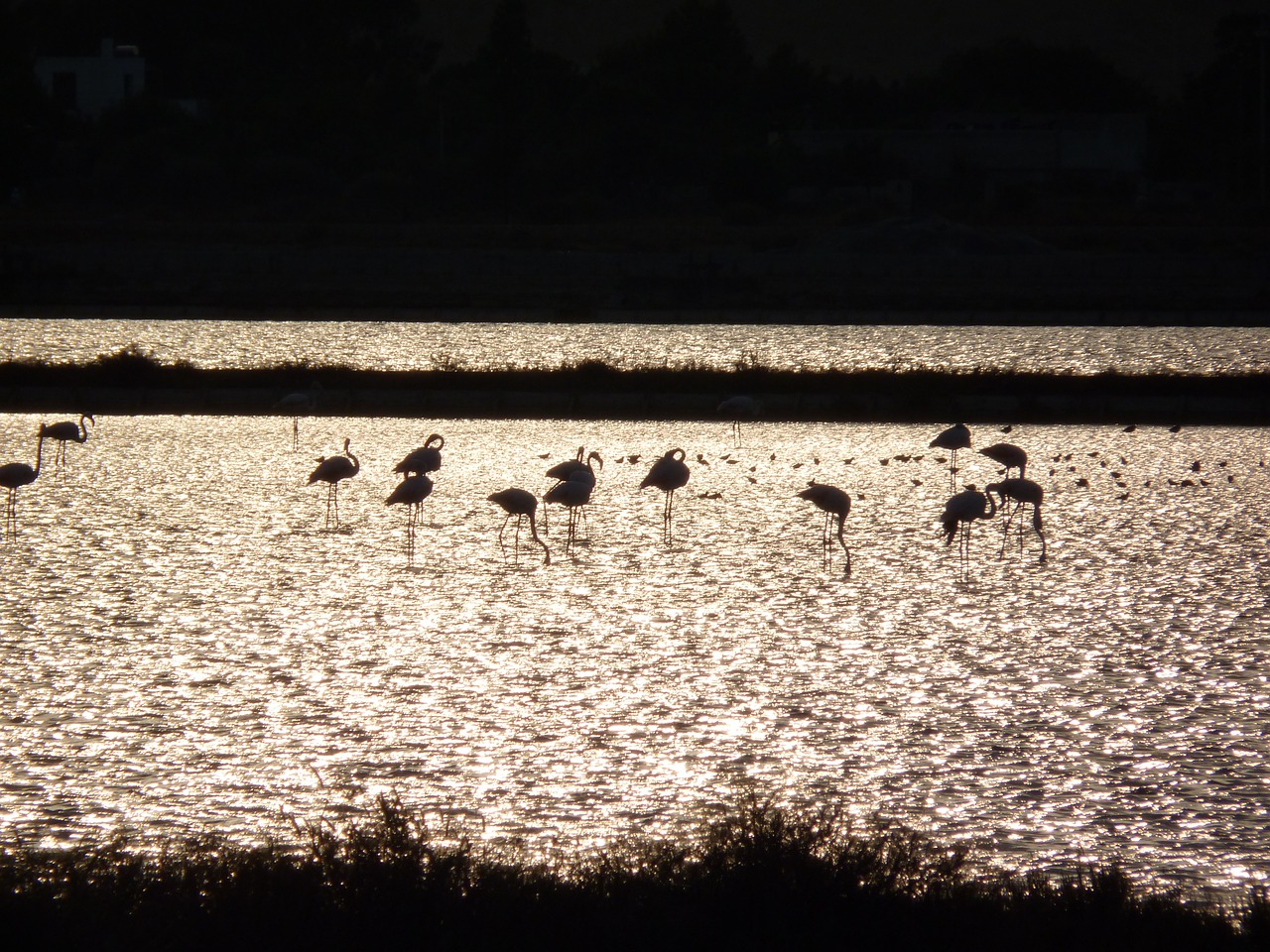 Flamingos, Flamingos Kaljaris, Gyvūnai, Saulėlydžio Gyvūnai, Nemokamos Nuotraukos,  Nemokama Licenzija