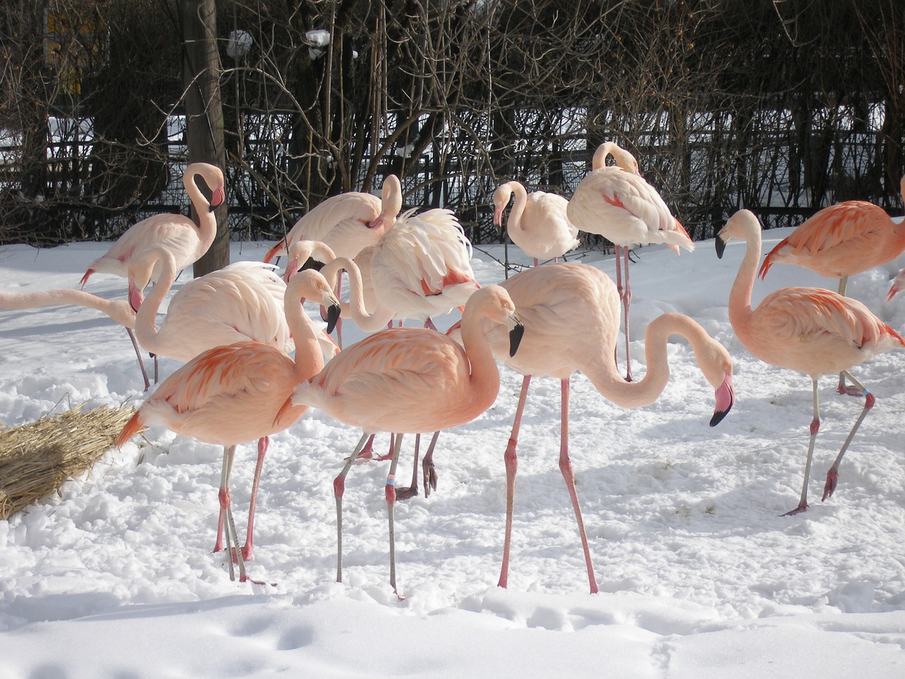Flamingos, Paukščiai, Zoologijos Sodas, Nemokamos Nuotraukos,  Nemokama Licenzija