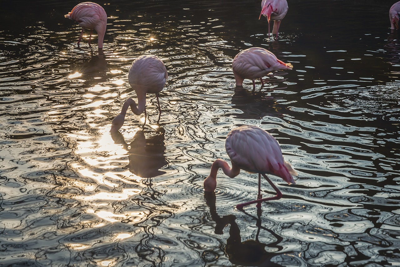 Flamingos, Flamingas, Paukštis, Vada, Phoenicopterus, Vanduo, Gyvūnas, Rožinis, Gamta, Laukiniai