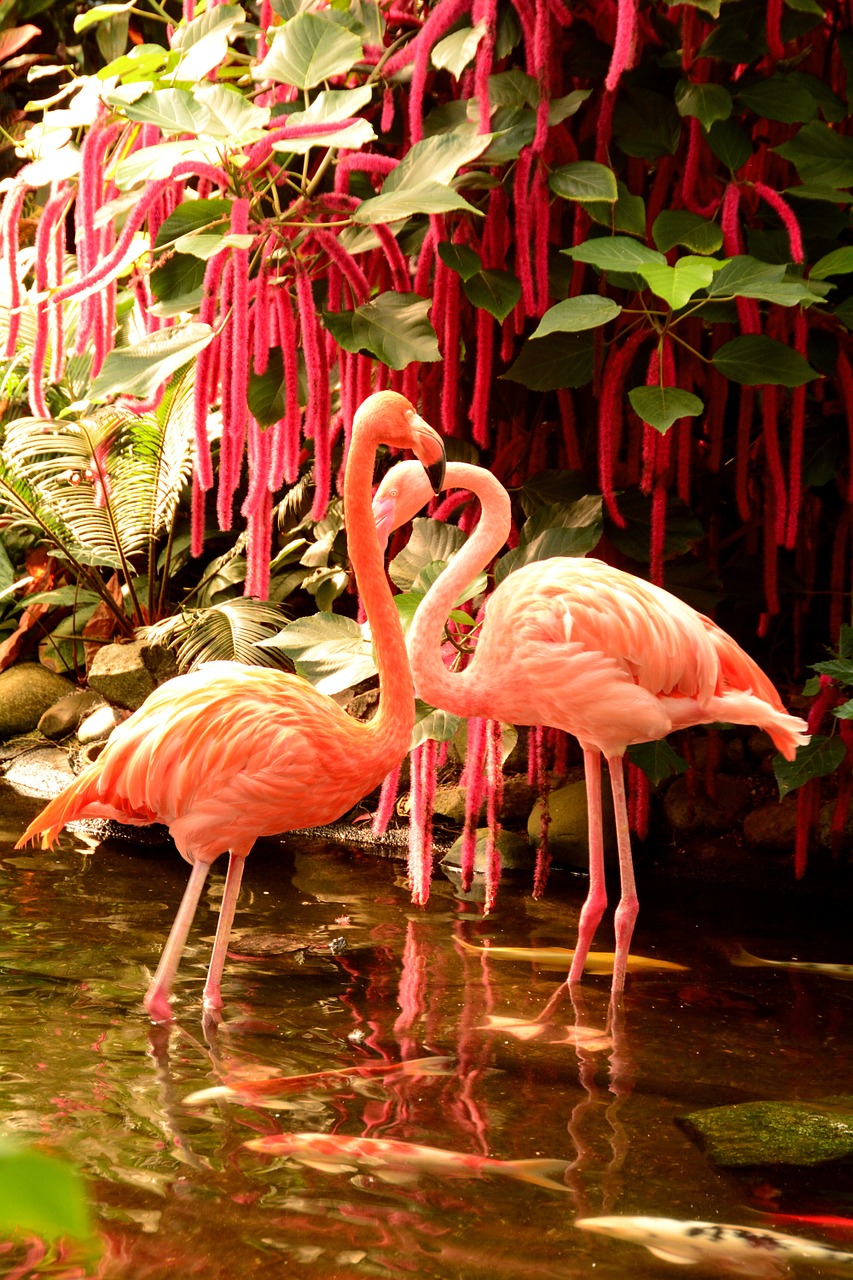 Flamingos, Paukštis, Rožinis, Egret, Fauna, Laukinė Gamta, Egzotiškas, Ornitologija, Phoenicopterus, Atogrąžų