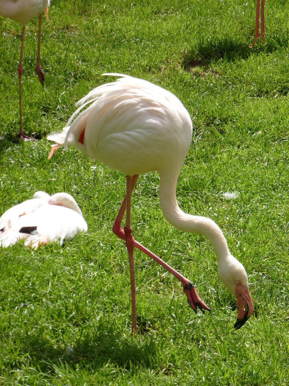 Flamingos, Paukštis, Zoologijos Sodas, Nemokamos Nuotraukos,  Nemokama Licenzija