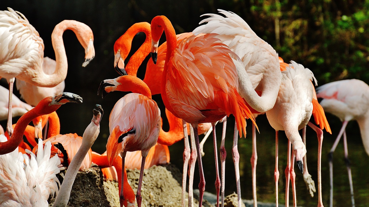Flamingos, Paukščiai, Spalvinga, Tierpark Hellabrunn, Munich, Nemokamos Nuotraukos,  Nemokama Licenzija