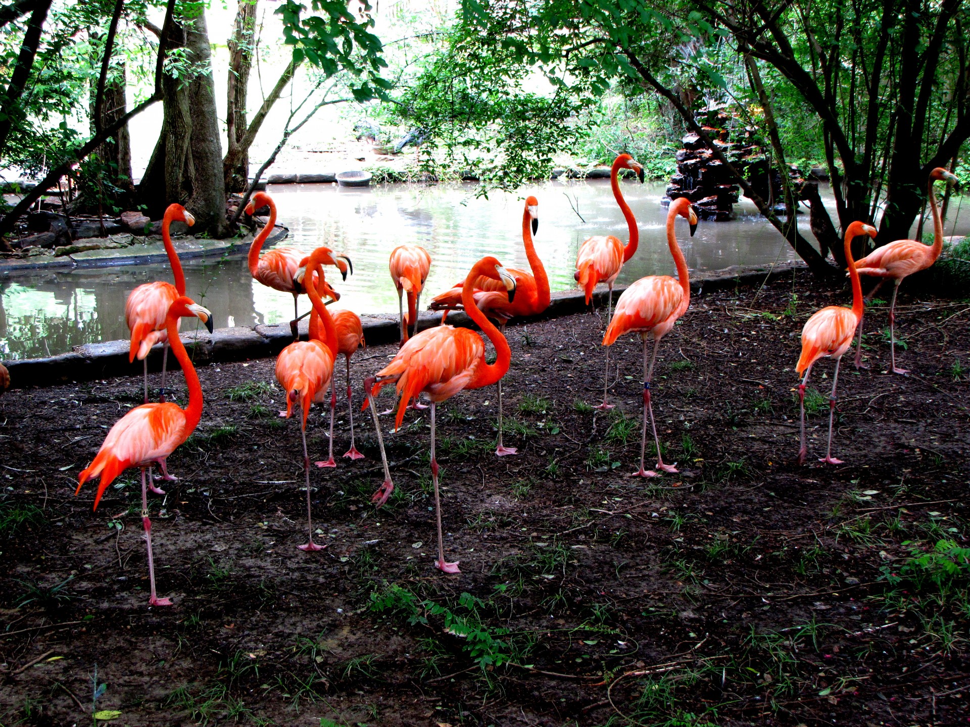 Flamingos,  Paukščiai,  Grupė,  Gamta,  Zoologijos Sodas,  Rožinis,  Flamingas, Nemokamos Nuotraukos,  Nemokama Licenzija