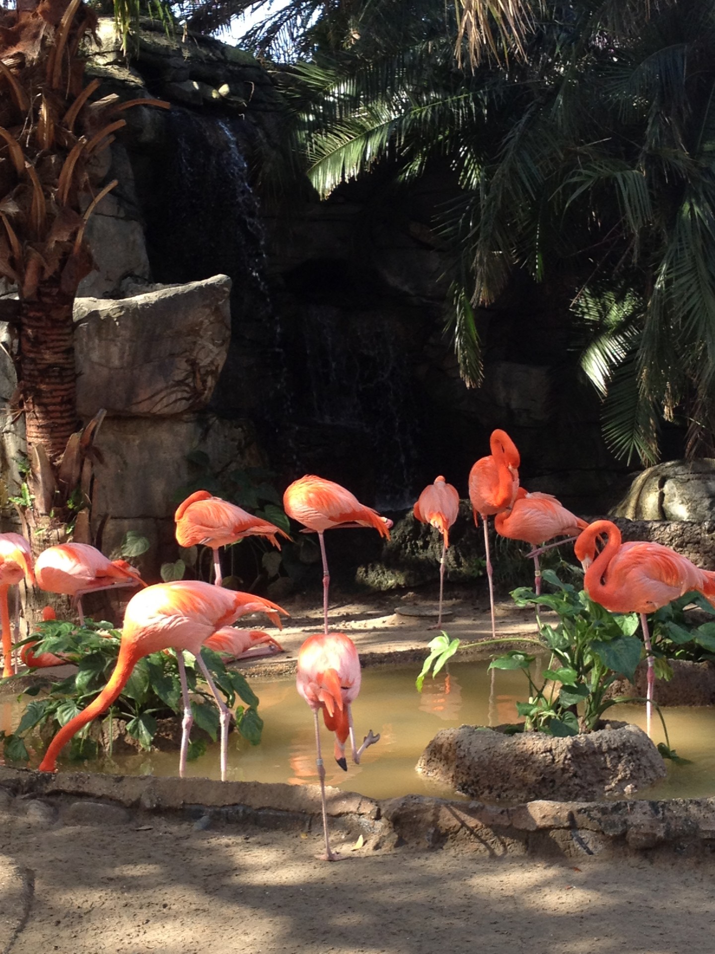 Paukščiai,  Rožinis,  Flamingos,  Flock,  Flamingas, Nemokamos Nuotraukos,  Nemokama Licenzija