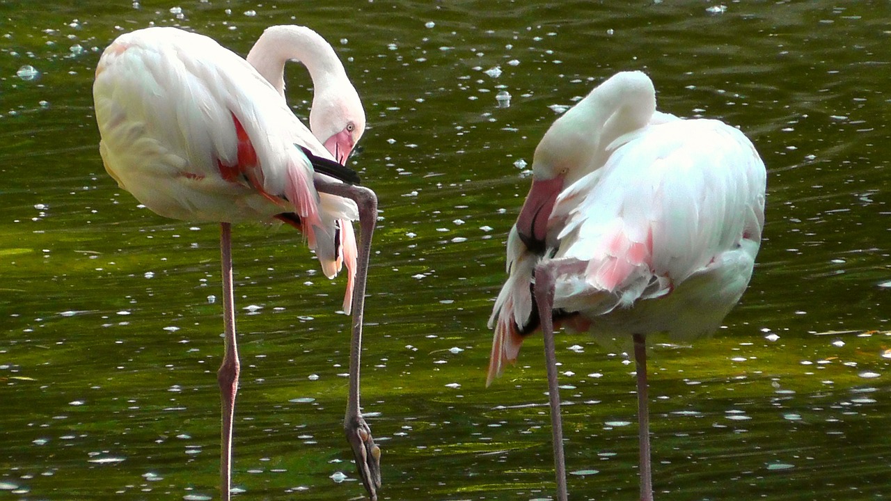 Flamingos, Paukščiai, Rožinis, Gyvūnas, Vandens Paukštis, Gyvūnų Pasaulis, Pinnate, Gamta, Rūšis, Laukinės Gamtos Fotografija