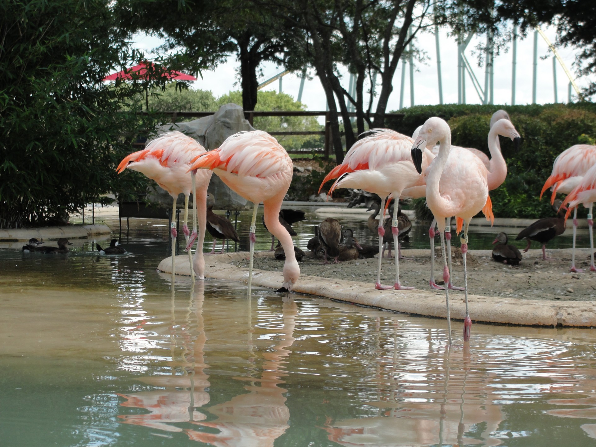 Jūra & Nbsp,  Pasaulis,  Flamingos,  Gyvūnai,  Paukščiai,  Flamingas, Nemokamos Nuotraukos,  Nemokama Licenzija