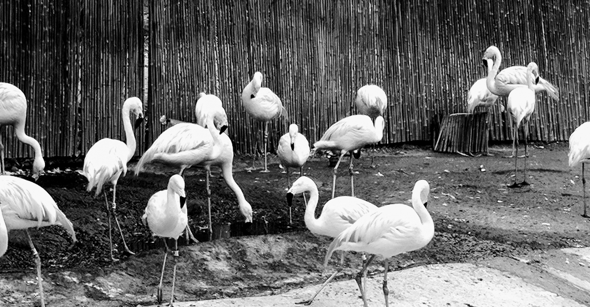 Paukščiai,  Flamingos,  Juoda & Nbsp,  Balta,  Flamingas, Nemokamos Nuotraukos,  Nemokama Licenzija