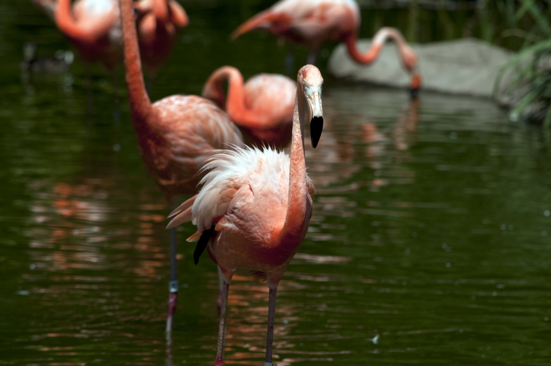 Flamingo,  Flamingos,  Rožiniai & Nbsp,  Paukščiai,  Paukštis,  Paukščiai,  Rožinis,  Laukinė Gamta,  Plunksnos,  Flamingas