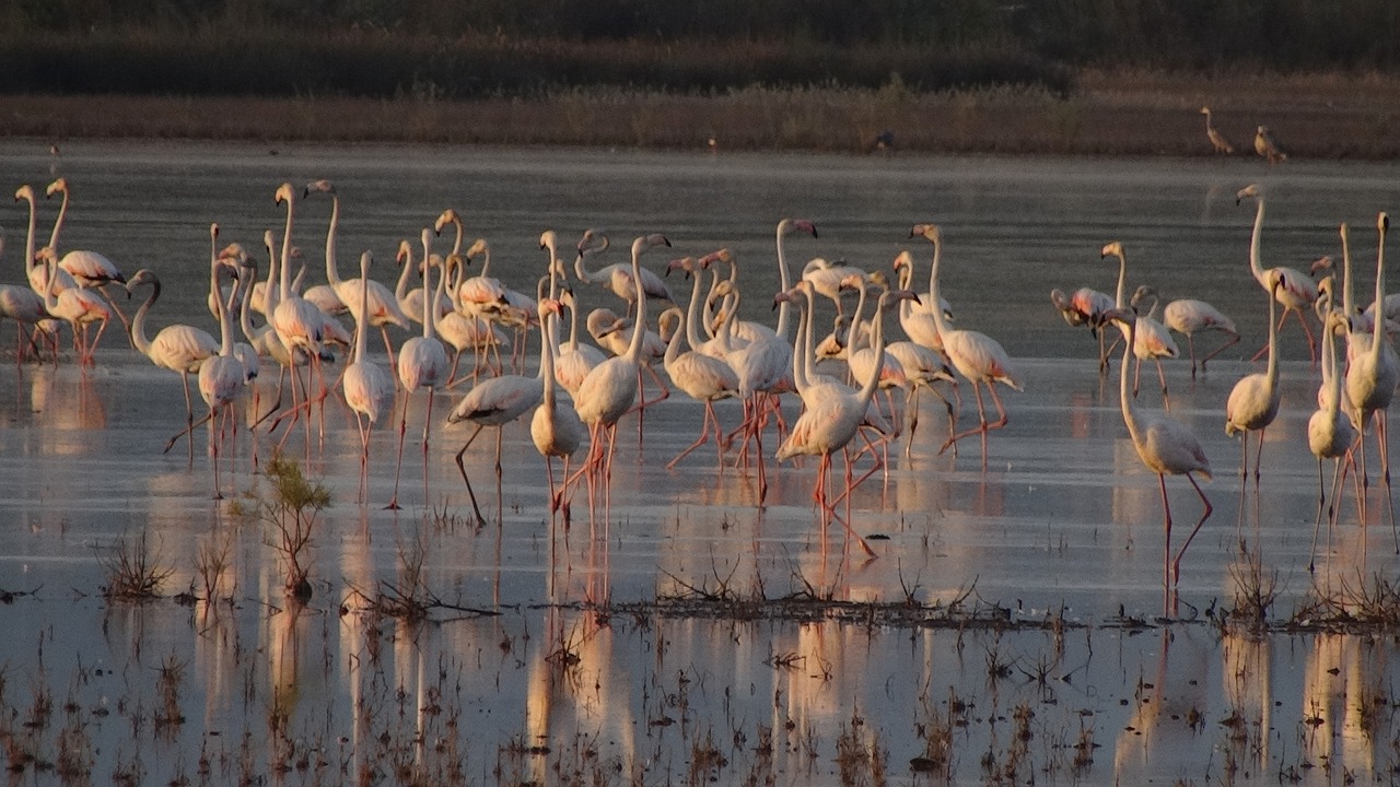 Flamingos, Gamta, Paukščiai, Nemokamos Nuotraukos,  Nemokama Licenzija