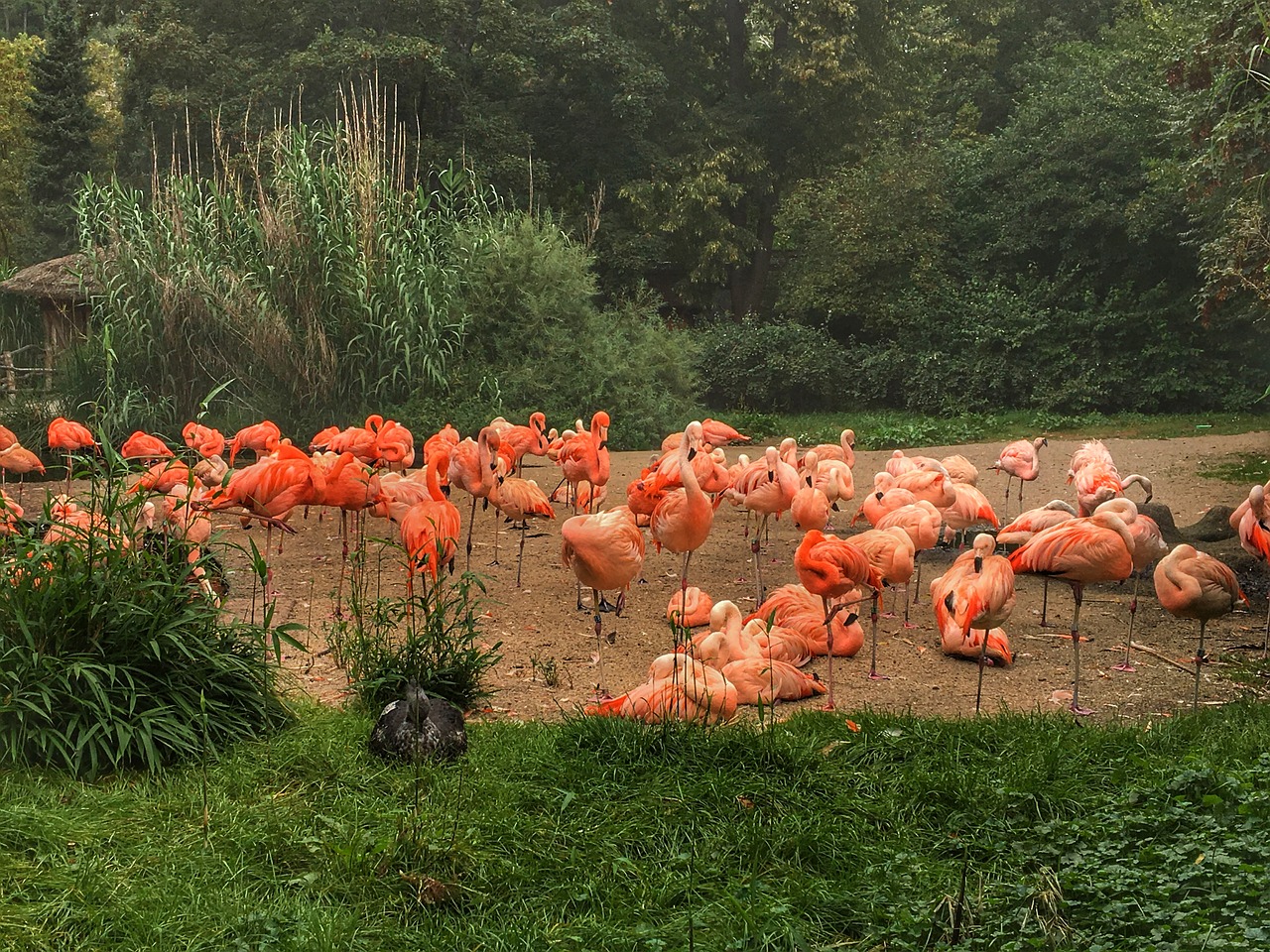 Flamingos, Elnias, Gamta, Nemokamos Nuotraukos,  Nemokama Licenzija