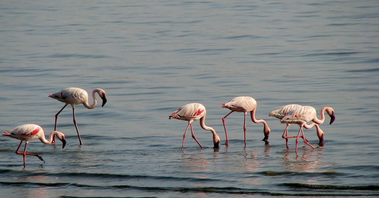 Flamingos, Paukščiai, Paukštis, Ilgos Kaklo, Rožinis, Pelkė, Fauna, Nemokamos Nuotraukos,  Nemokama Licenzija
