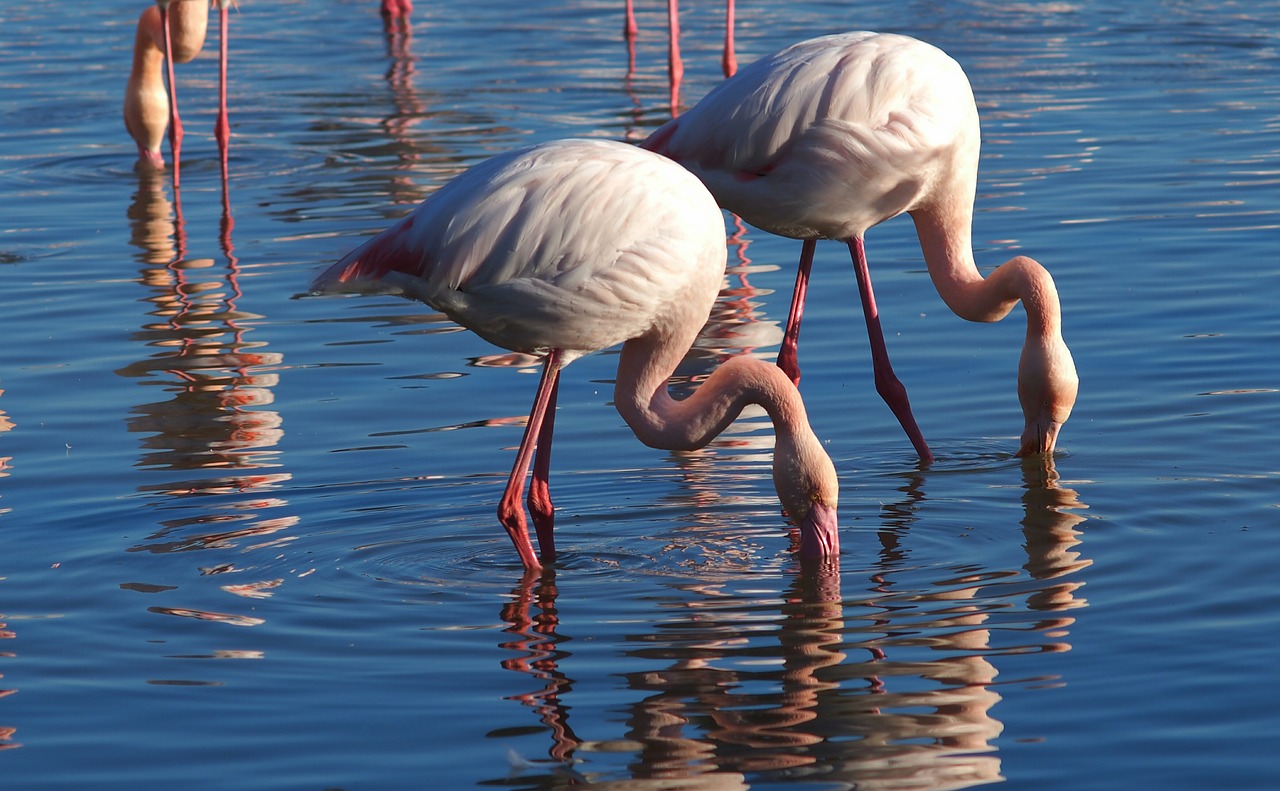 Flamingos, Gamta, Gyvūnai, Camargue, Nemokamos Nuotraukos,  Nemokama Licenzija